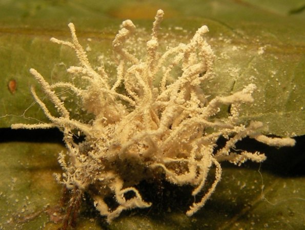 Twisting towers of off-white fuzzy fungus extend from the dried out body of a spider.