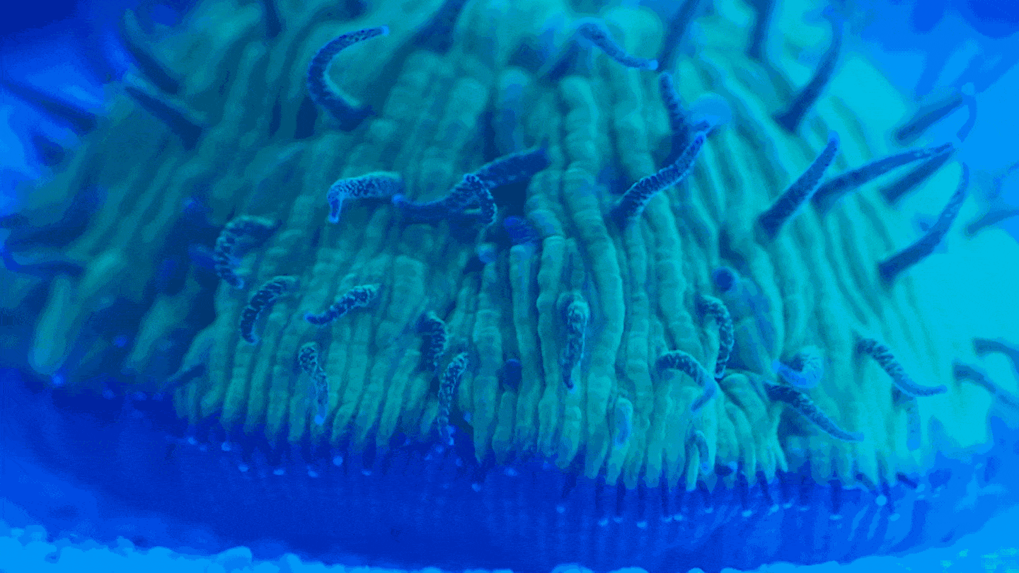 This gif shows a close-up of a mushroom coral with its exterior blue tentacles wiggling.