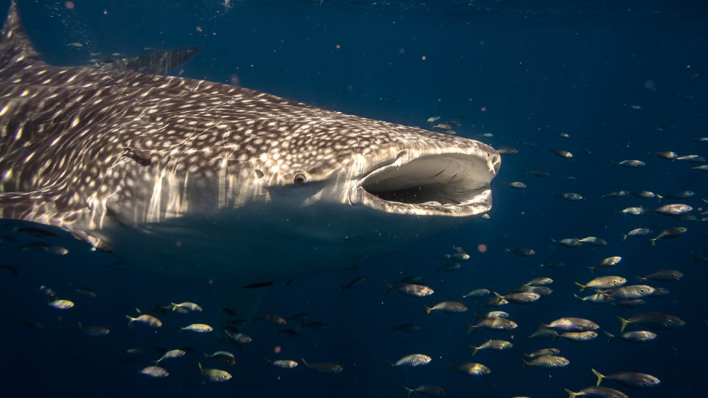 A whale shark, its filter feeding mouth agape, swims amongst smaller fish.
