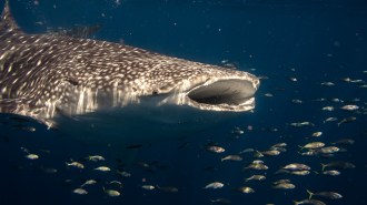A whale shark, its filter feeding mouth agape, swims amongst smaller fish.