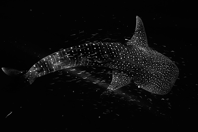 An aerial view of a massive, speckled whale shark