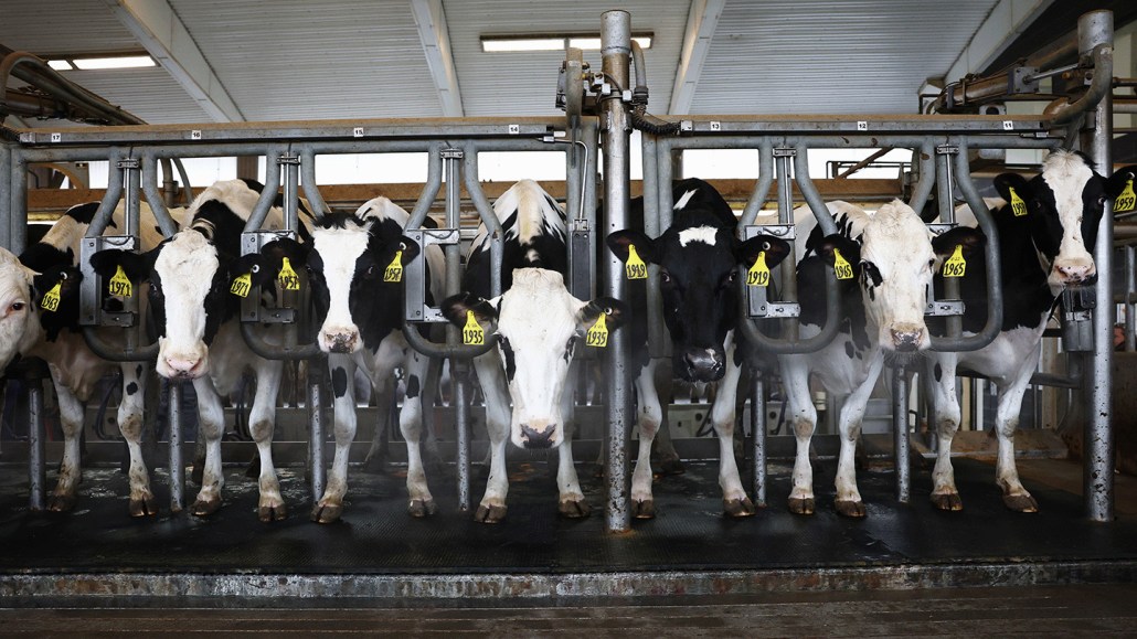 Seven cows in a dairy barn facing the camera head on.