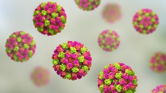 Illustration of norovirus particles. They look like tennis balls with an uneven surface.
