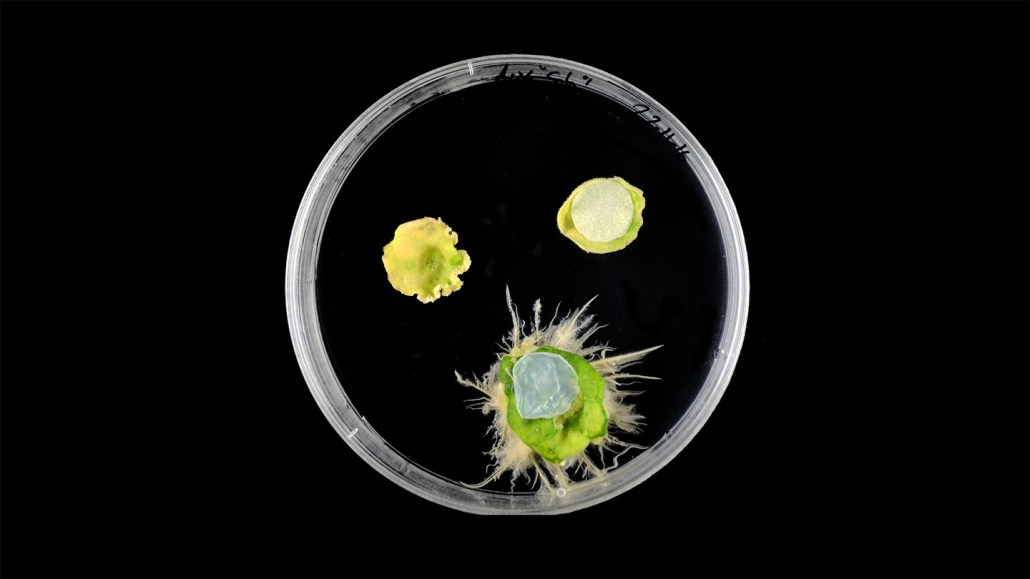 A petri dish on a black background holds three round plant clippings, two with little patches on them. The bottom one, treated with a new plant Band-Aid, is visibly sprouting roots while the other two (one untreated and one with a different kind of patch on it) don't appear to be growing.