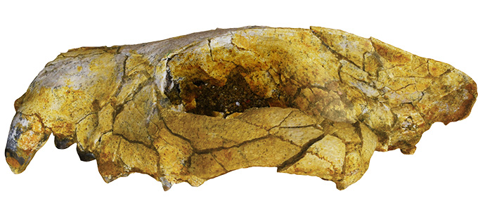 A 3-D rendering of a hyaenodont skull