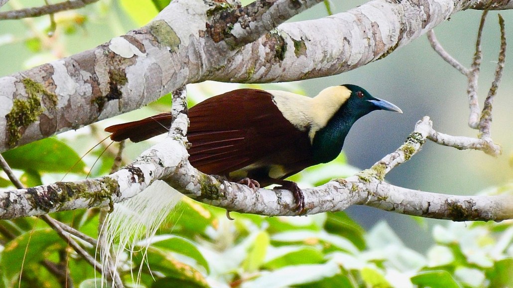 A black, cream and burnt orange bird of paradise perched on a tree branch.