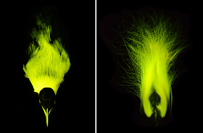 A bird of paradise museum specimen glows greenish yellow in the dark.