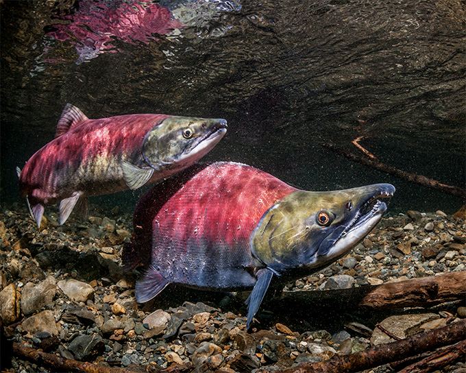 Two sockeye salmon underwater.