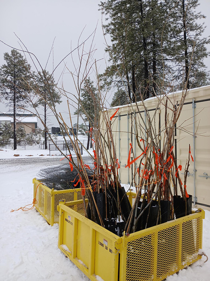 Young willow trees in a yellow container.