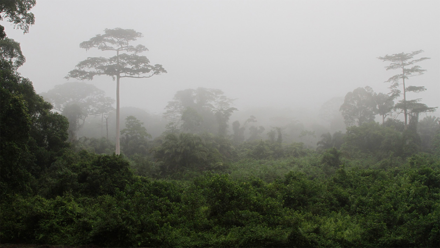 Humans moved into African rainforests at least 150,000 years ago