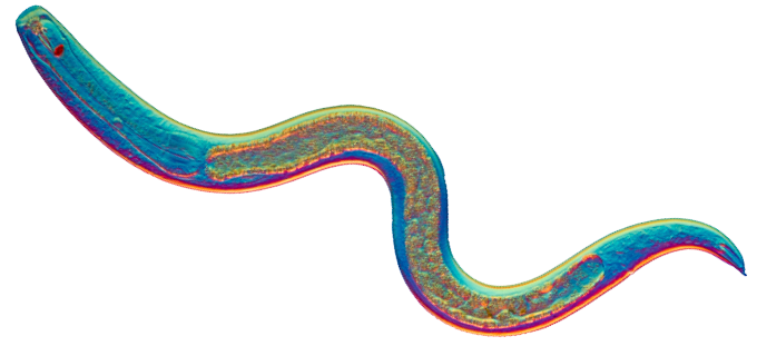 The tiny worm C. elegan.