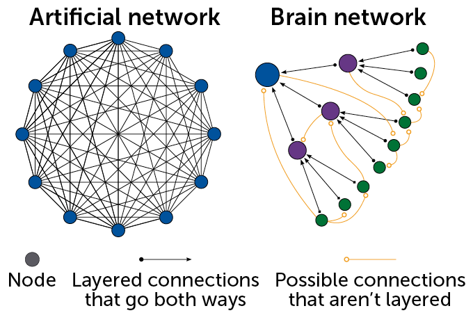 An illustration of an artificial network and brain networks.