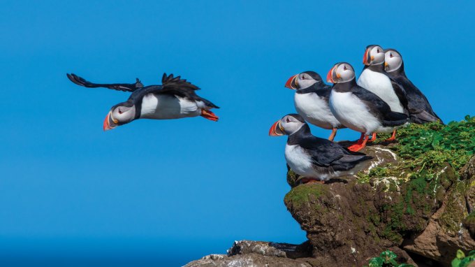 A photo of a puffin taking flight while five other puffins sit on a rock ledge and look