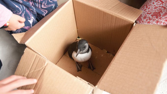 A photo of a puffling standing in a cardboard box