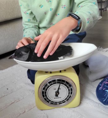 A photo of a puffling being weighed by a research assistant