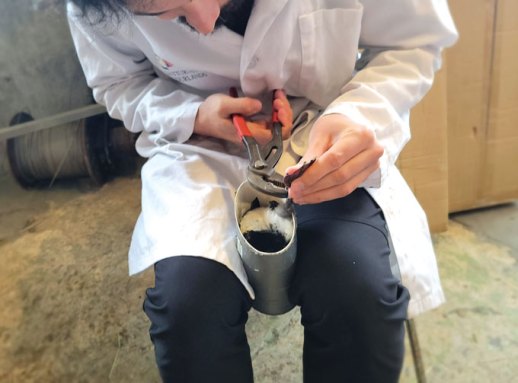 A photo of a research assistant putting an ID ring on a puffling's leg