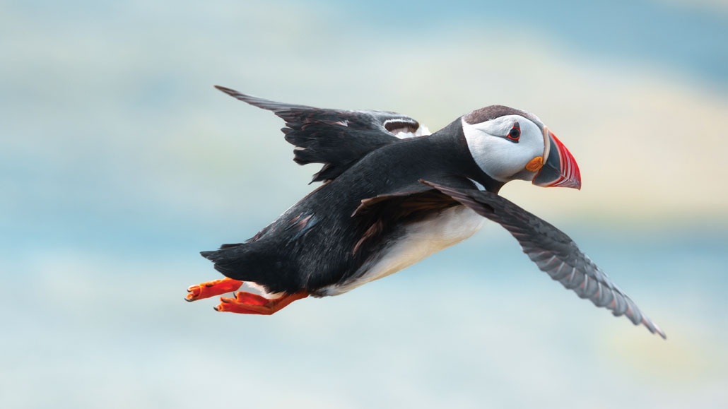 A photo of a puffin taking flight