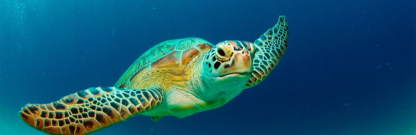 A sea turtle swims through the deep blue ocean