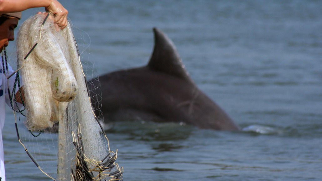 An dolphin's back emerges arced from the water as it dives down. A fishing net is being held in the foreground.