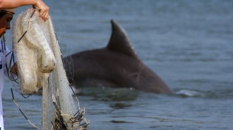 An dolphin's back emerges arced from the water as it dives down. A fishing net is being held in the foreground.