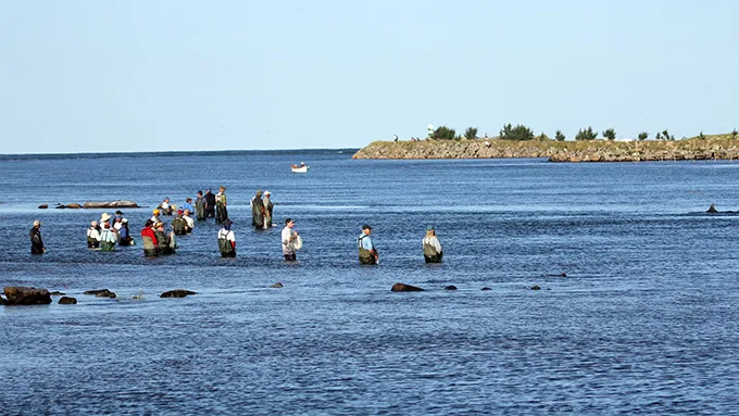 Fishermen are seen standing in waist-deep water in a semicircle near the edge of an estuary as dolphins approach 