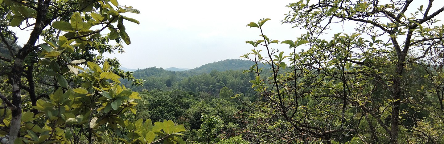 A photo of the treetops of India's Western Ghat mountains