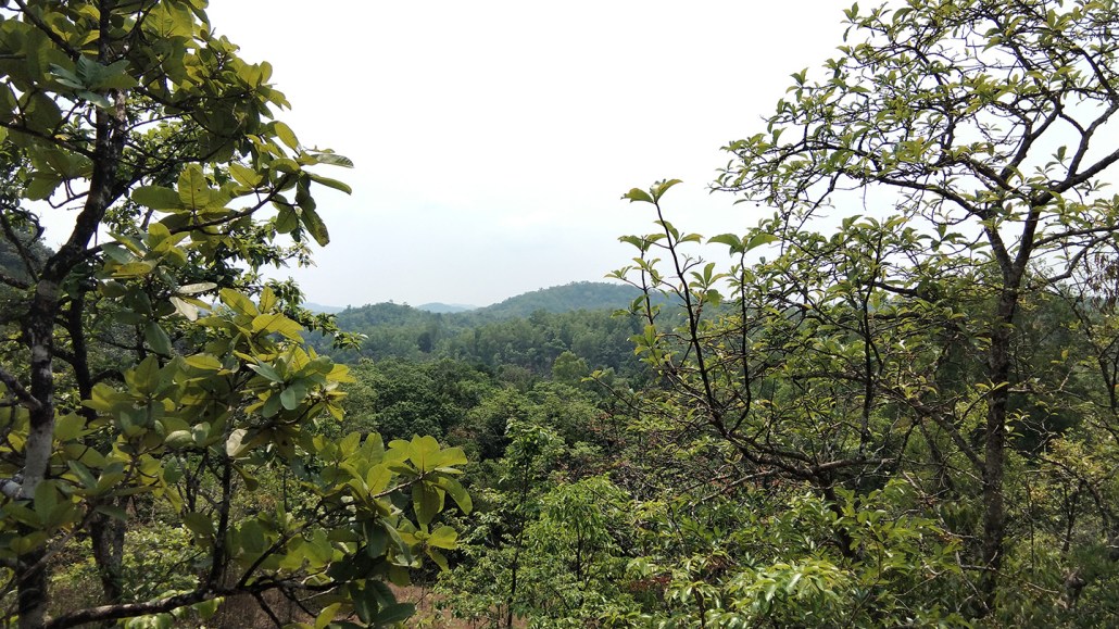 A photo of the treetops of India's Western Ghat mountains