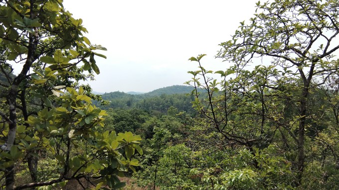 A photo of the treetops of India's Western Ghat mountains