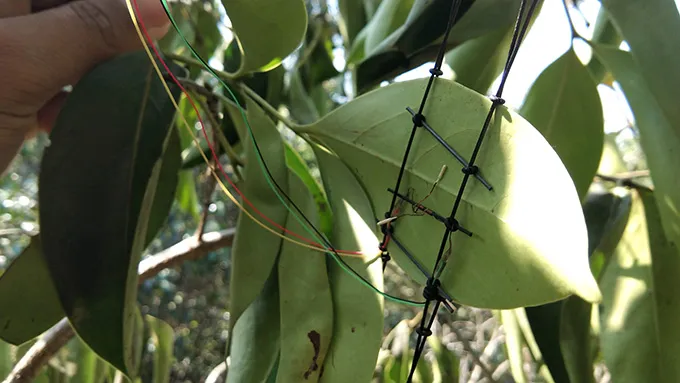 A sensor with wires is shown attached to the underside of a leaf on a tree
