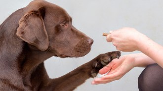 A brown lab paws at a person's hand; the person is holding a treat in the other hand.
