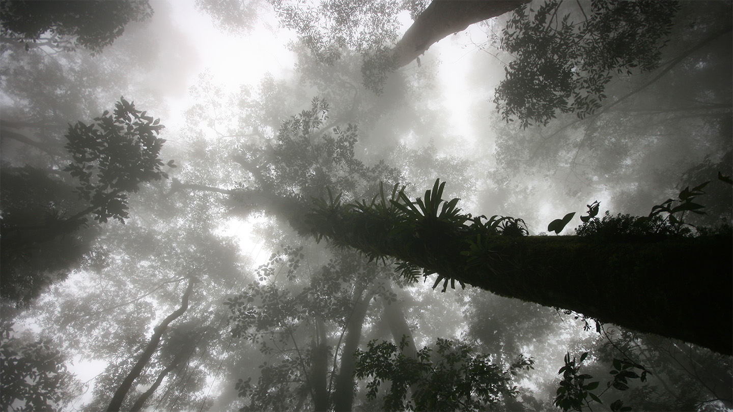 Warming is chasing cloud forests steadily uphill