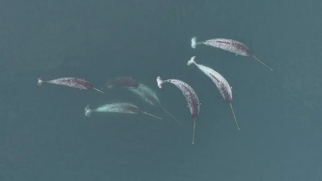 Aerial shot of six narwhals.