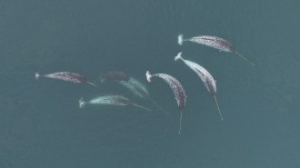 Aerial shot of six narwhals.