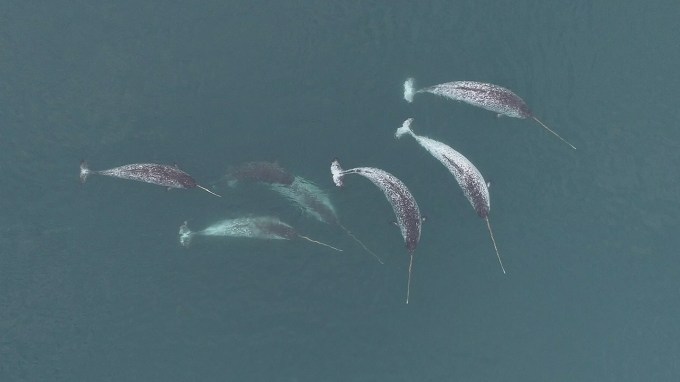 Aerial shot of six narwhals.