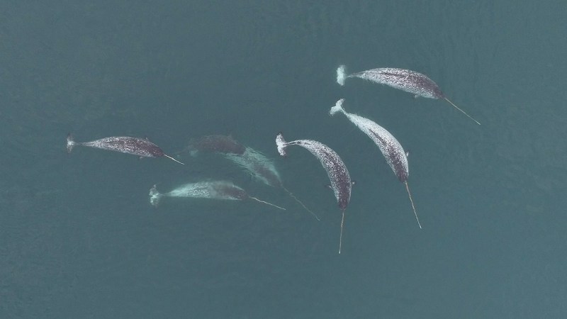 Aerial shot of six narwhals.