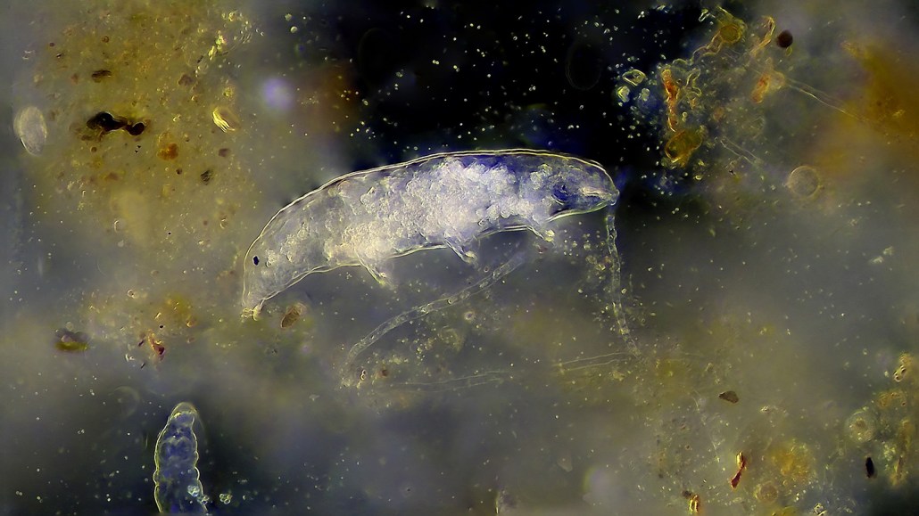 A microscopic view of a tardigrade surrounded by various particles and organic matter. The translucent, segmented body of the tardigrade is visible, with its stubby legs and small head, floating in its environment.