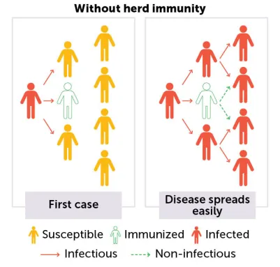 This graphic shows how measles can spread easily if too few people are vaccinated. A single case spreads to everyone who is not protected.