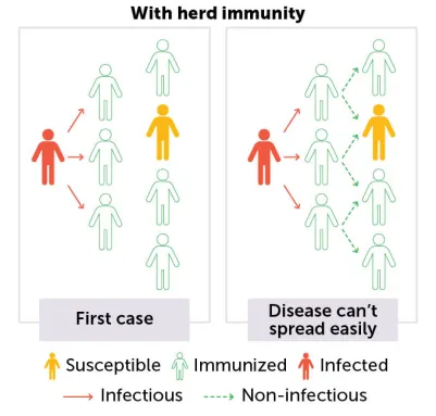 This graphic shows how measles does not spread easily if most people are vaccinated. A single case essentially hits a wall of vaccinated people, which protects someone who isn't vaccinated.