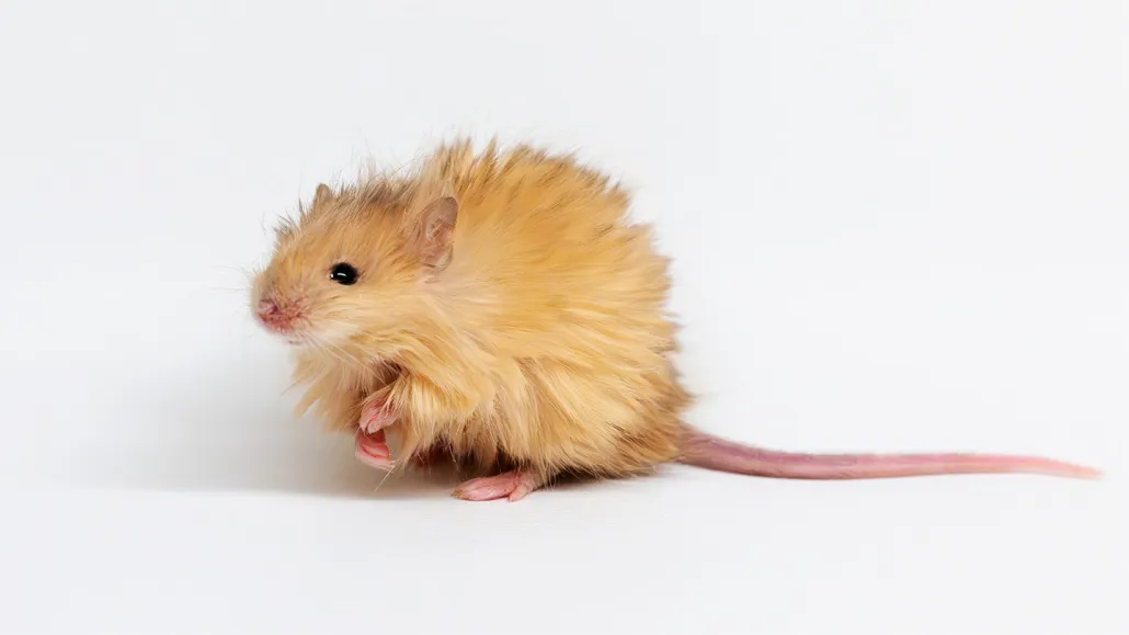 A mouse with an unusually thick and fluffy golden coat, sitting against a white background. Its fur appears much longer than that of a typical lab mouse. The mouse has small pink paws and a long, thin tail.