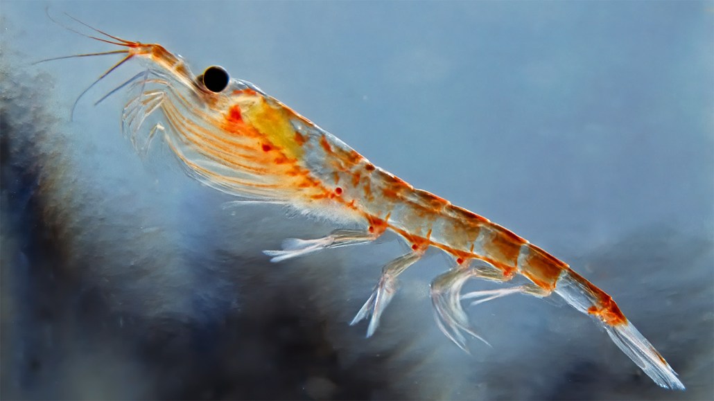 A close up photo of Antarctic krill