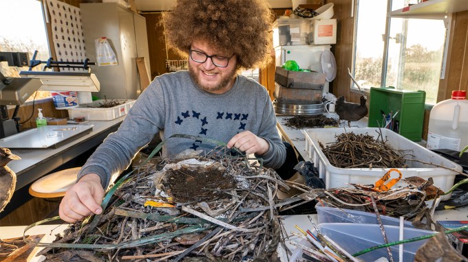 A biologists picks out plastic from a common coot nest.