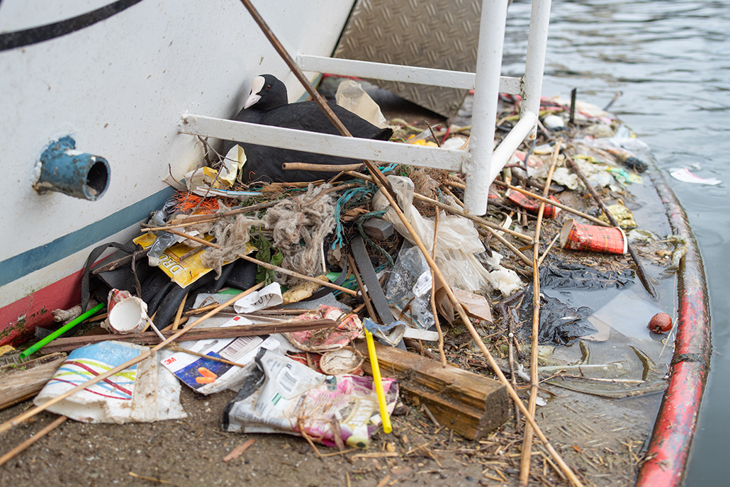 A common coot perches in a nest made of plastic and other trash.