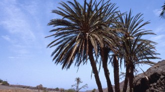 A group of date plam trees is silhouetted against a blue sky.