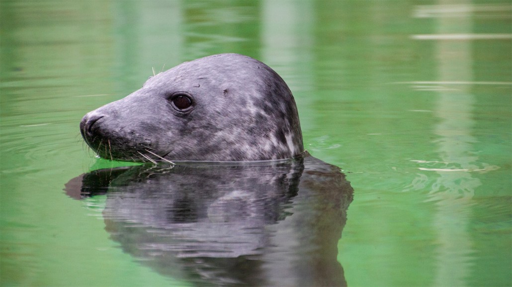A gray seal pops its head up above the water.