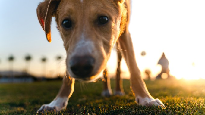An up-close photo of a tan and white dog's face