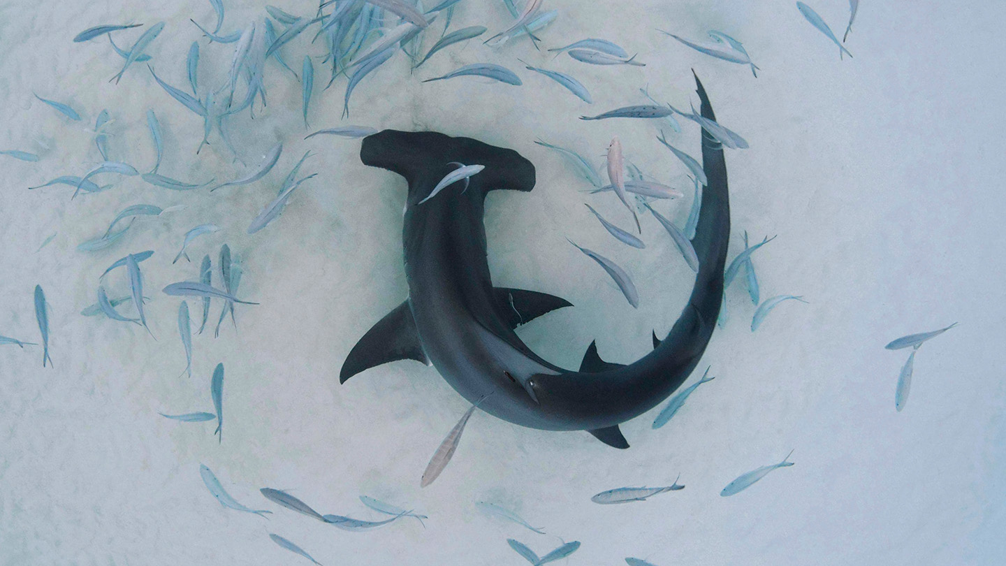 A group of small fish swirl around a curled hammerhead shark swimming in clear water