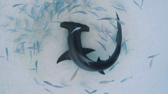 A group of small fish swirl around a curled hammerhead shark swimming in clear water