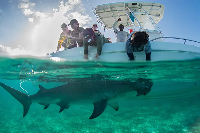 A hammerhead shark swims next to a small research vessel