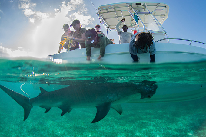 A hammerhead shark swims next to a small research vessel