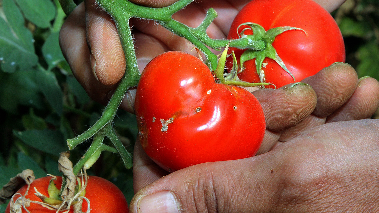 news about agriculture